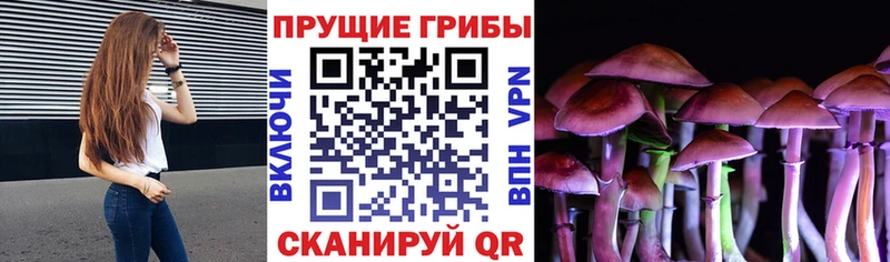 kraken зеркало Аша Псилоцибиновые грибы Cubensis